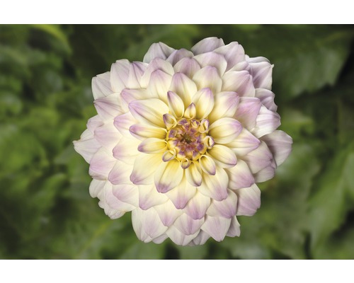 Gros plan sur un dahlia avec plusieurs pétales