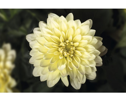 Gros plan sur un dahlia jaune