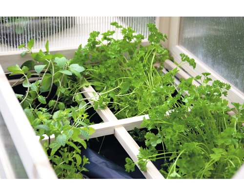 Jardinière surélevée avec herbes aromatiques et couvercle transparent