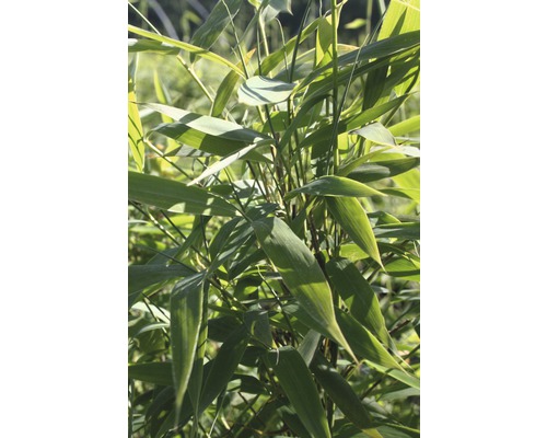 Bambuspflanze mit Blättern