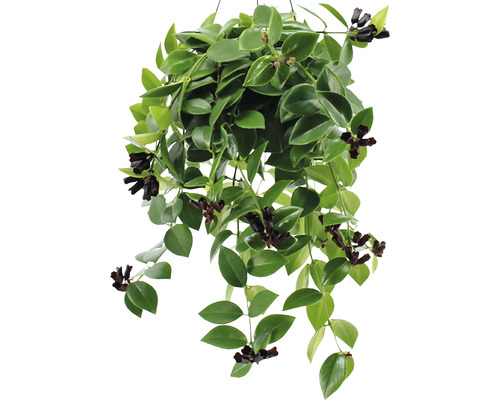 Plante suspendue avec des feuilles vertes et des fleurs sombres