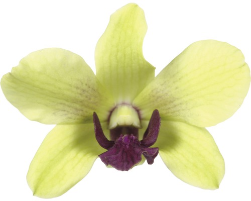 Gelbe Orchideenblüte