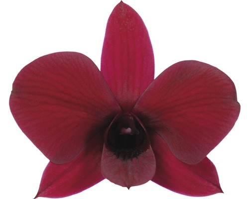 Dendrobium-Orchidee mit burgunderroten Blüten