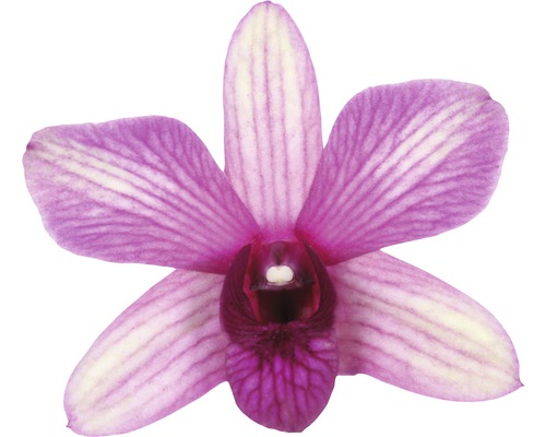 Nahaufnahme einer einzelnen Orchideenblüte