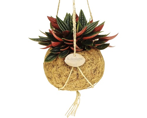Hängepflanze in Kokosfaser-Kugel mit Aufhängeschnur