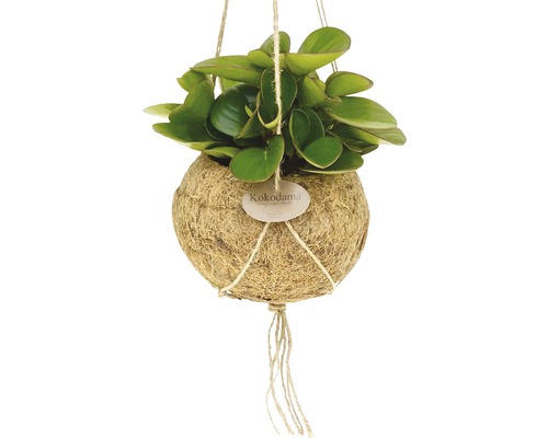 Hängende Kokedama Pflanze mit Bindfadenaufhängung.