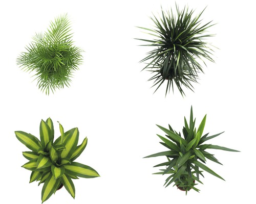 Différentes plantes d''intérieur vues d''en haut