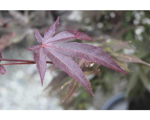 Blatt eines Fächerahorns