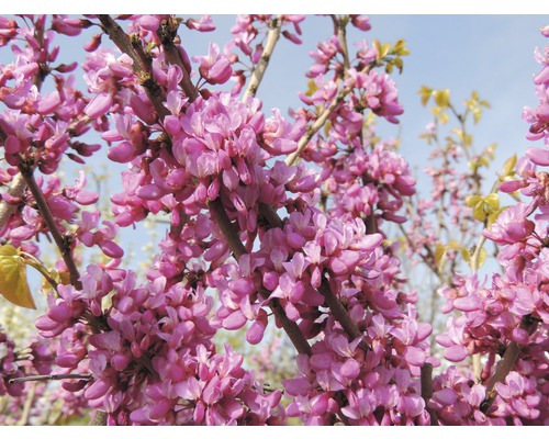 Nahaufnahme eines Judasbaums mit Blüten