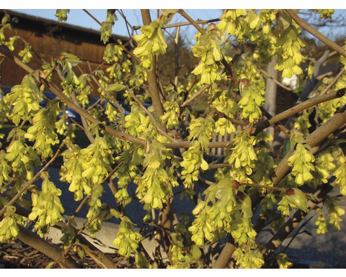 Blütenstände eines Strauchs im Detail