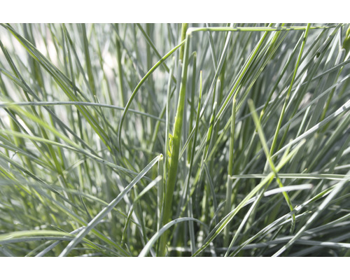 Gros plan sur la fétuque bleue