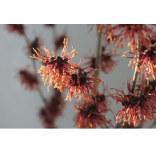 Nahaufnahme von Hamamelisblüten an Ästen