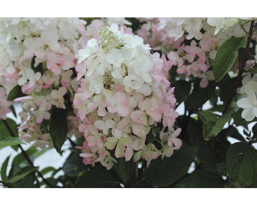 Nahaufnahme einer Hortensienblüte mit grünem Laub