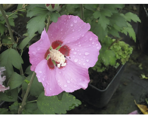 Nahaufnahme einer rosafarbenen Hibiskusblüte mit Wassertropfen
