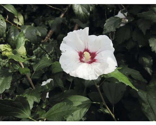 Nahaufnahme einer weißen Hibiskusblüte im Garten