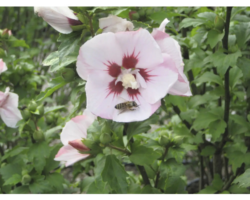 Hibiskusblüte mit Insekt auf der Blüte