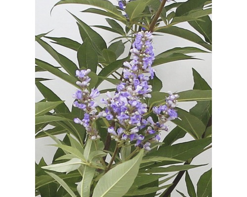 Arbuste Vitex en fleurs avec feuilles