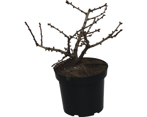 Arbre à feuilles caduques en pot sans feuilles