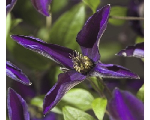 Waldrebe FloraSelf Clematis-Cultivars 'Noora PBR' H 50-70 cm Co 2,3 L