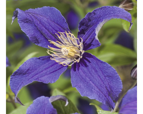 Clématite FloraSelf Clematis-Cultivars 'So Many® Blue Flowers PBR' H 50-70 cm Co 2,3 L