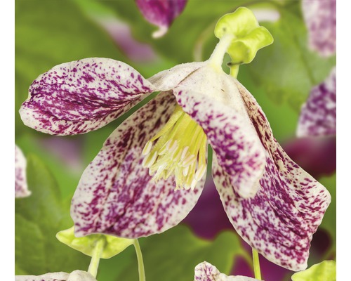 Macchien-Waldrebe FloraSelf Clematis cirrhosa 'Freckles' H 50-70 cm Co 2,3 L Macchien-Waldrebe FloraSelf Clematis cirrhosa 'Freckles' H 50-70 cm Co 2,3 L
