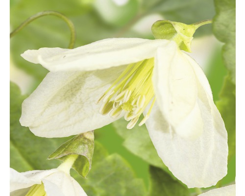 Clématite cireuse FloraSelf Clematis cirrhosa 'Jingle Bells' H 50-70 cm Co 2,3 L