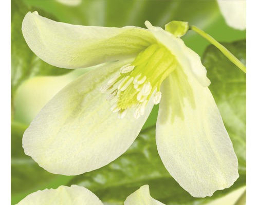 Clématite cireuse FloraSelf Clematis cirrhosa 'Wisley Cream' H 50-70 cm Co 2,3 L