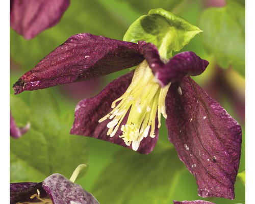 Clématite cireuse FloraSelf Clematis cirrhosa 'Landsdowne Gem' H 50-70 cm Co 2,3 L