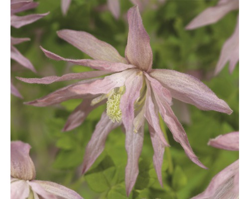 Waldrebe FloraSelf Clematis-Cultivars 'Country Rose PBR' H 50-70 cm Co 2,3 L Nahaufnahme einer einzelnen Akelei-Blüte