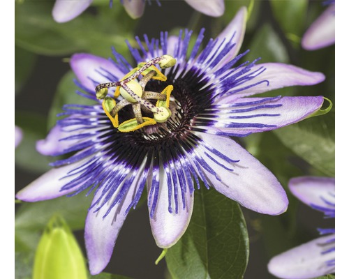 Fleur de la passion FloraSelf Passiflora-Cultivars 'Damsel's Delight' H 50-70 cm Co 2,3 L