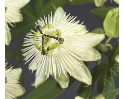 Fleur de la passion FloraSelf Passiflora-Cultivars 'Snow Queen' PBR h 50-70 cm pot 2,3 l