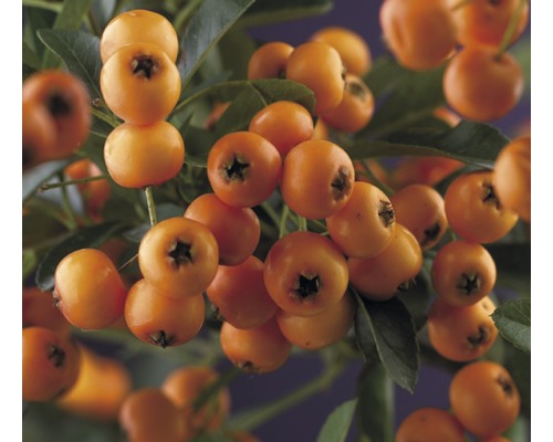 Buisson ardent FloraSelf Pyracantha 'Golden Charmer' h 50-70 cm pot 2,3 l