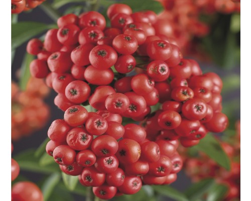 Buisson ardent FloraSelf Pyracantha-Cultivars 'Mohave' h 50-70 cm pot 2,3 l