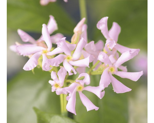 Jasmin étoilé rose FloraSelf Trachelospermum asiaticum 'Pink Air' H env. 75 cm Co 4 L buissonnant, nombreux boutons floraux