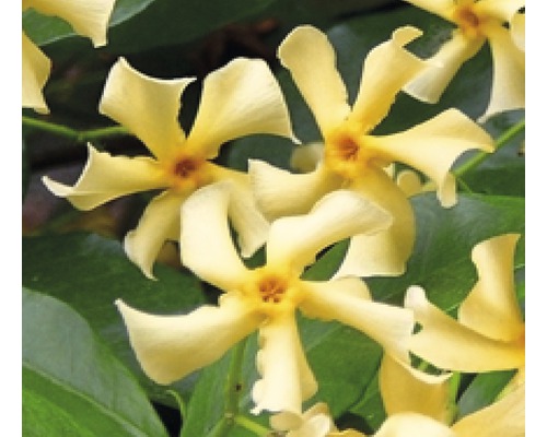 Jasmin étoilé FloraSelf Trachelospermum jasminoides 'Star of Toscane' PBR h 50-70 cm pot 2,3 l