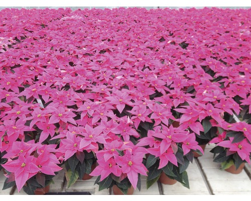 Viele rosafarbene Weihnachtssterne in Töpfen