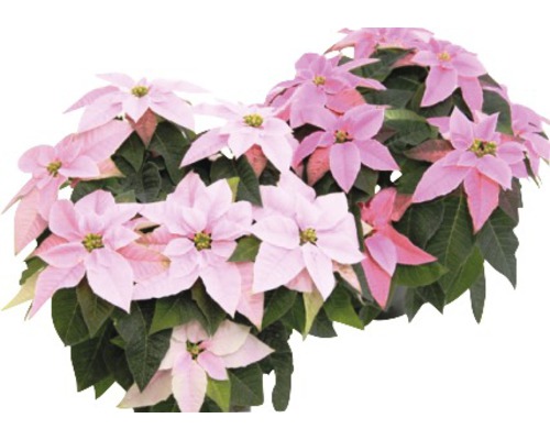 Zwei rosa Weihnachtssterne mit grünen Blättern.