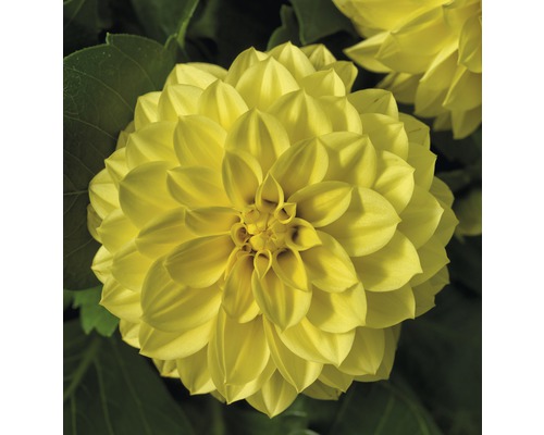 Gelbe Dahlienblüte im Detail