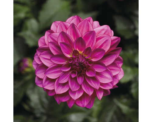 Nahaufnahme einer einzelnen Dahlie im Garten