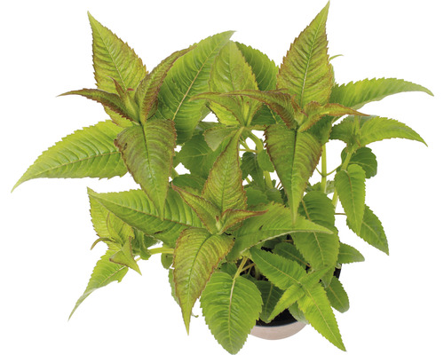 Vue de dessus d''une plante ornementale avec des feuilles vertes