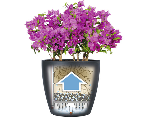 Bougainvillier en fleurs dans un pot avec système d''irrigation.
