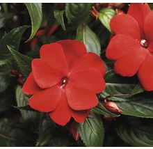Nahaufnahme einer roten Fleissigen Lieschen Blume mit grünen Blättern