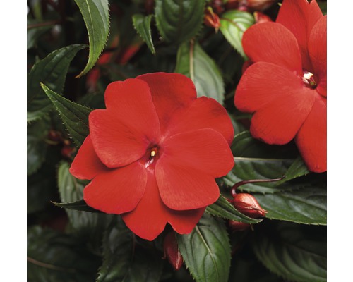 Gros plan d''une fleur de balsamine rouge avec des feuilles vertes