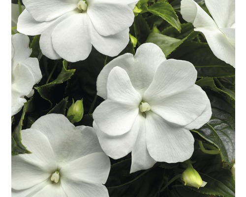 Weisse Fleissiges Lieschen Blüten