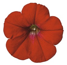 Petunie Einzelblüte