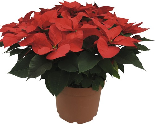 Poinsettia en pot marron