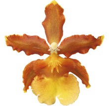Cambria-Orchidee FloraSelf Cambria 'Catatante Cascade' H 50-60 cm Ø 12 cm Topf 1 Rispe-thumb-1