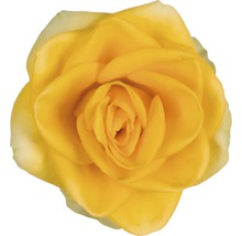 Zimmerrose FloraSelf Rosa Hybride 'Elouise' H 20-25 cm Ø 13 cm Topf gelb-thumb-2 Zimmerrose FloraSelf Rosa Hybride 'Elouise' H 20-25 cm Ø 13 cm Topf gelb-thumb-2