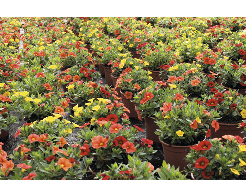 Nombreuses plantes de calibrachoa en pot
