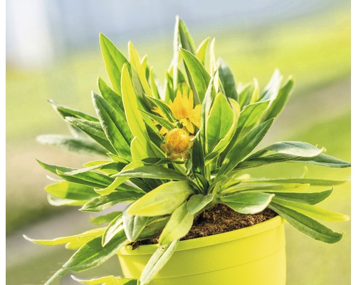 Strohblume im Topf